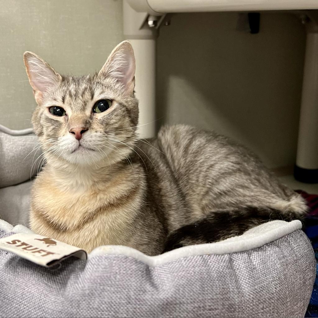 Sylvie, an adoptable Domestic Short Hair in Fort Collins, CO, 80524 | Photo Image 1