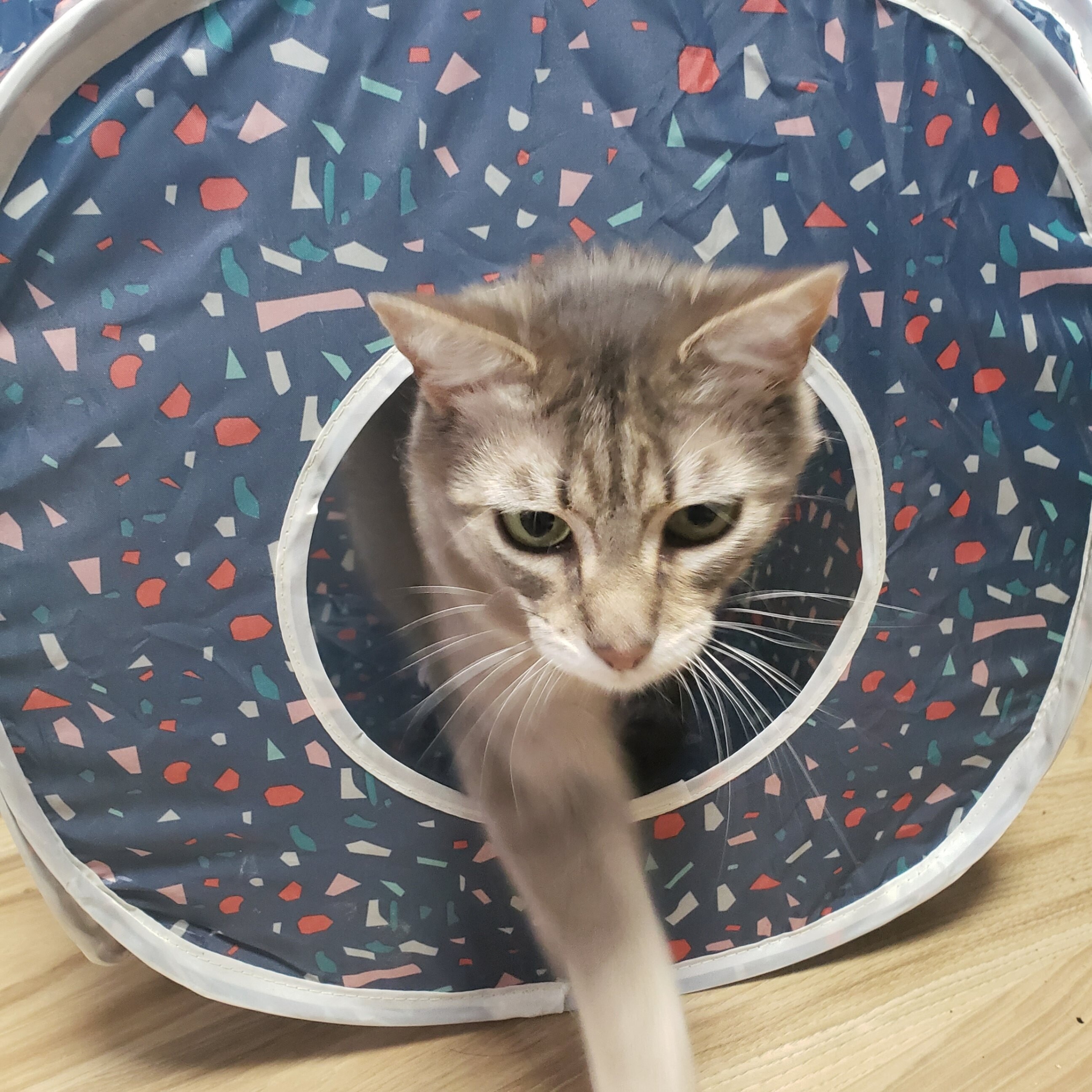 Sylvie, an adoptable Domestic Short Hair in Fort Collins, CO, 80524 | Photo Image 2