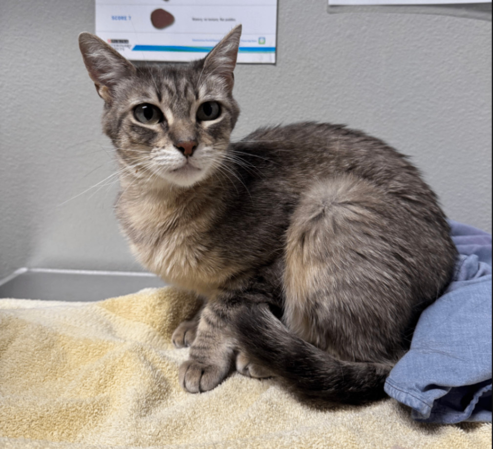 Sylvie, an adoptable Domestic Short Hair in Fort Collins, CO, 80524 | Photo Image 2