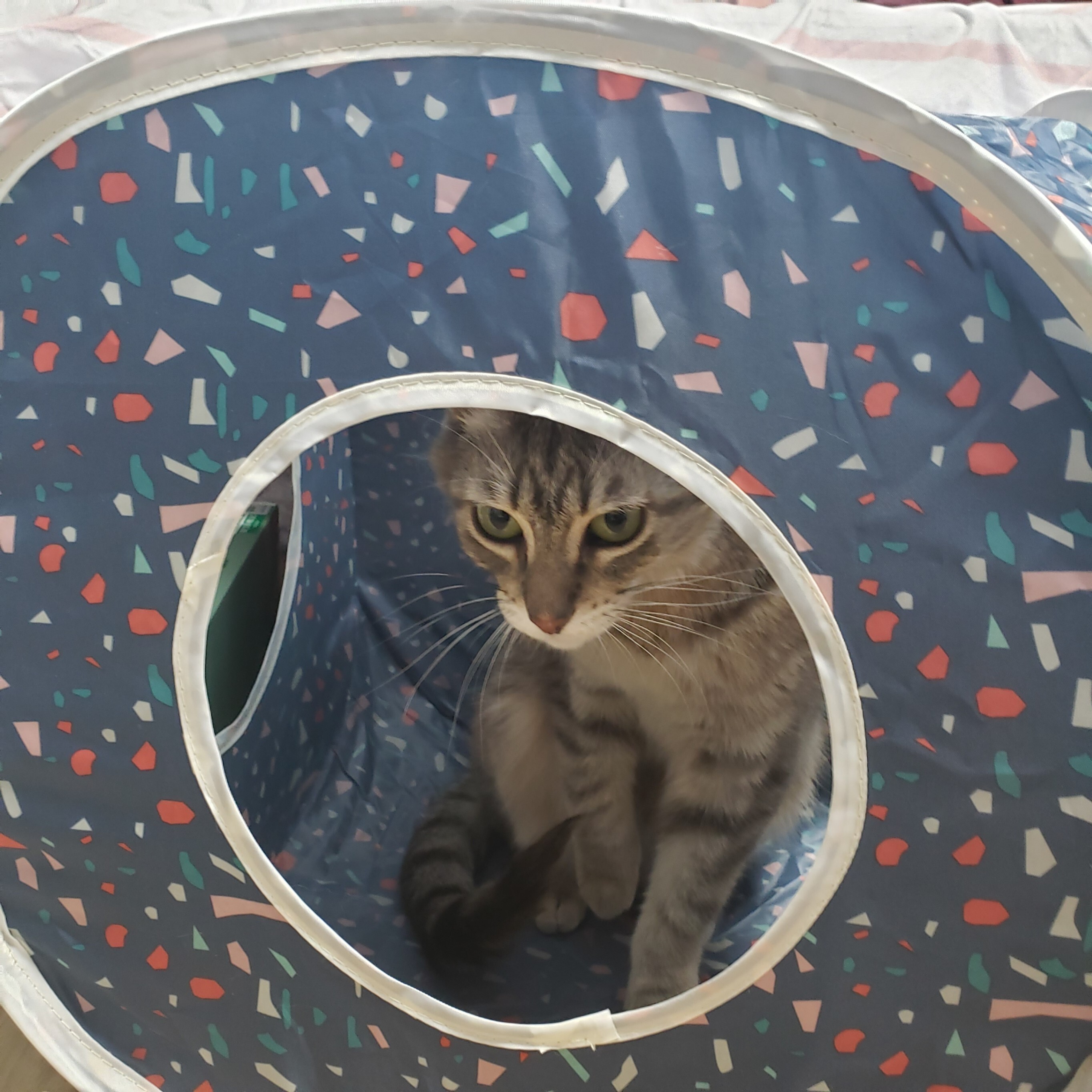 Sylvie, an adoptable Domestic Short Hair in Fort Collins, CO, 80524 | Photo Image 3