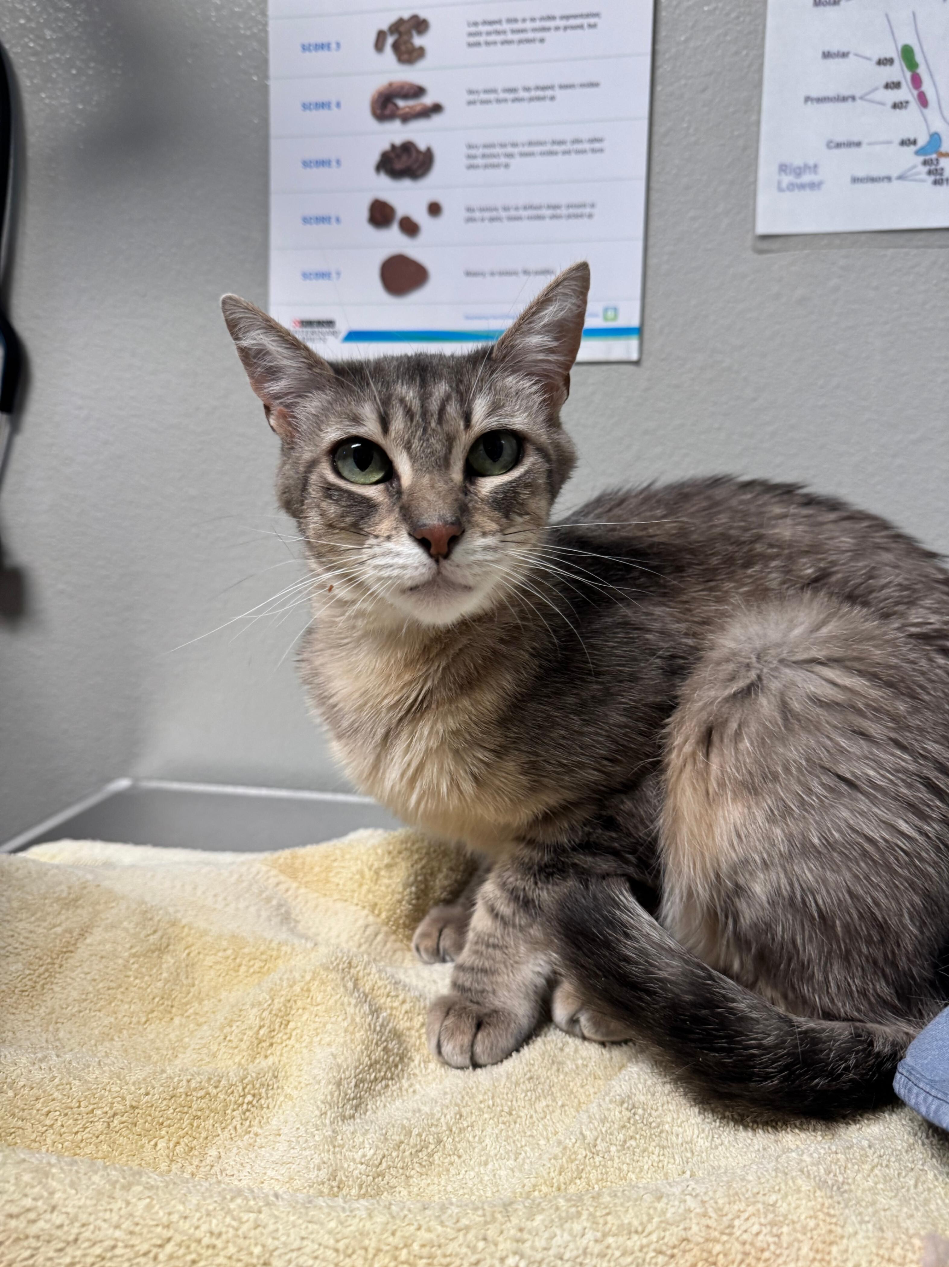 Sylvie, an adoptable Domestic Short Hair in Fort Collins, CO, 80524 | Photo Image 3