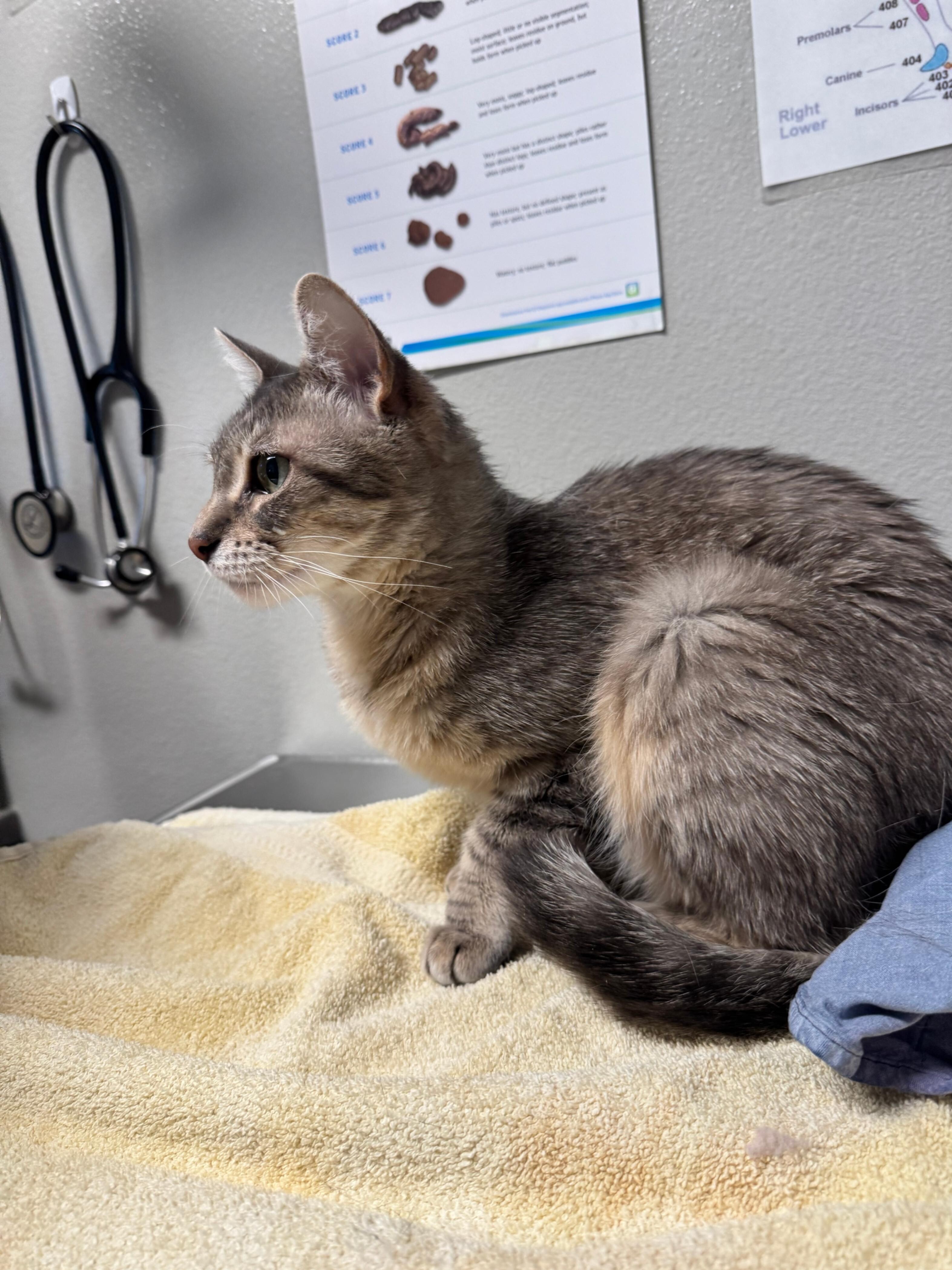 Sylvie, an adoptable Domestic Short Hair in Fort Collins, CO, 80524 | Photo Image 4