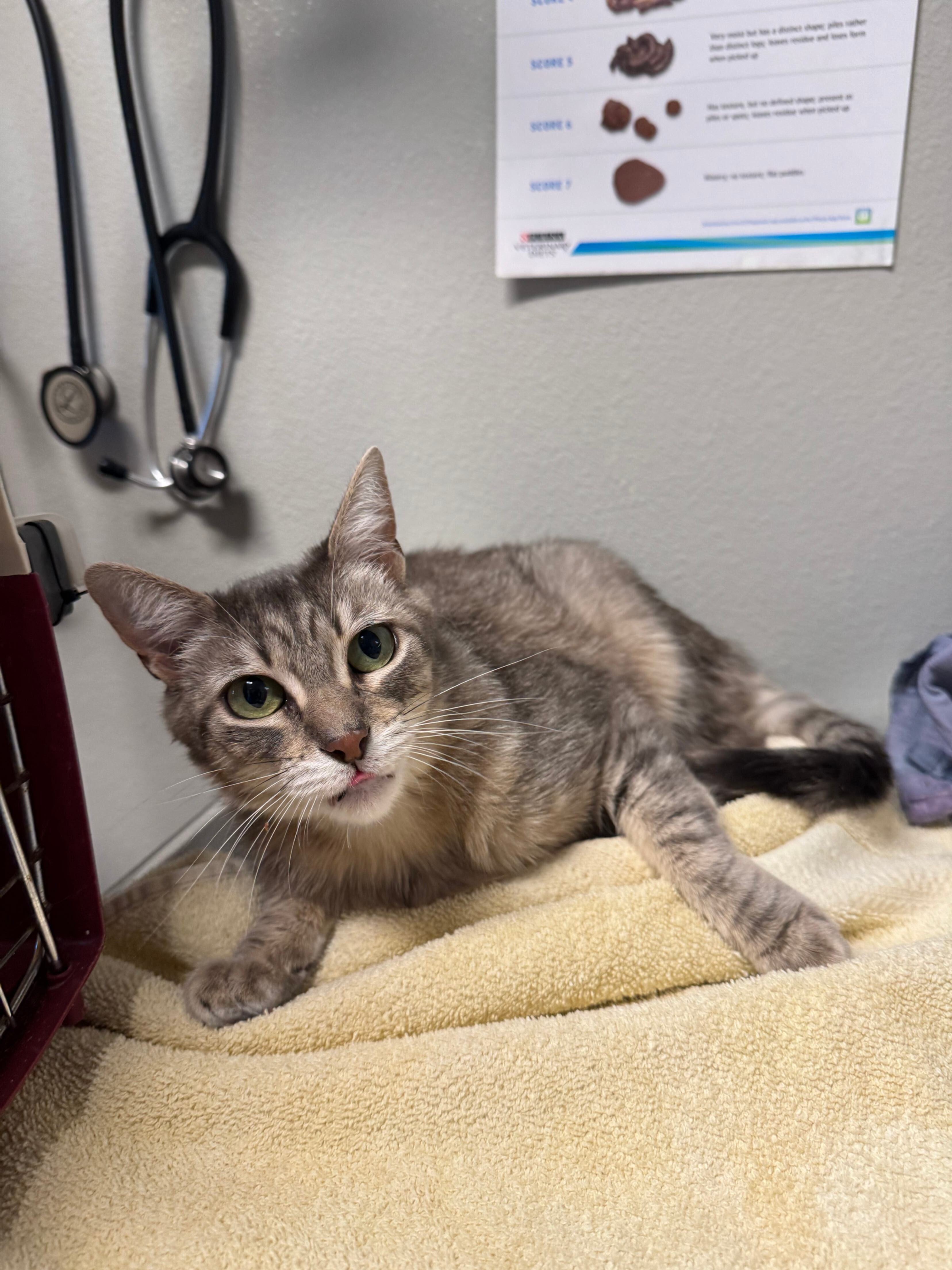Sylvie, an adoptable Domestic Short Hair in Fort Collins, CO, 80524 | Photo Image 5
