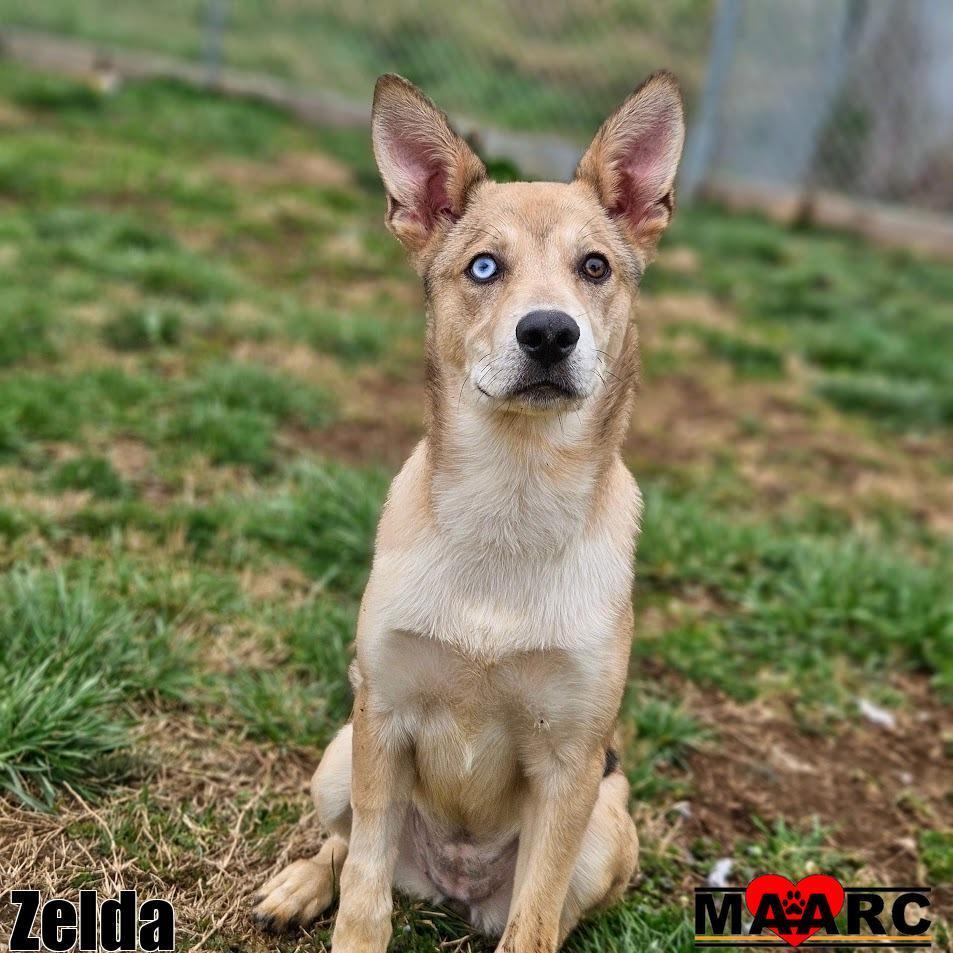Zelda