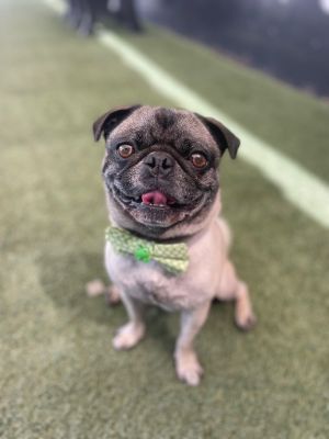 Hercules Hercules This handsome 6-year-old 18-pound boy is ready to steal hearts He came to us a