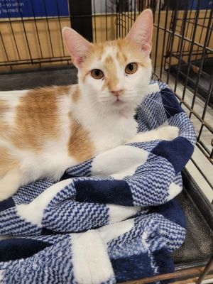 Paprika, Adult Male Domestic Short Hair