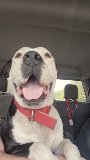 Baller, Young Male Pit Bull Terrier