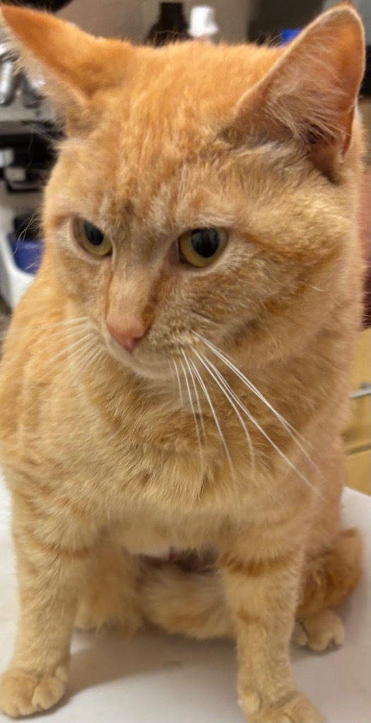 GINGER