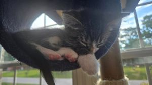 Linda, Baby Female Domestic Short Hair
