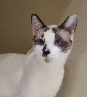 Bluebell, Adult Female unknown