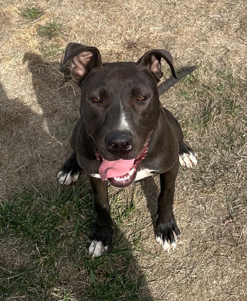 Charlie, an adoptable Staffordshire Bull Terrier, Mixed Breed in Newberg, OR, 97132 | Photo Image 1