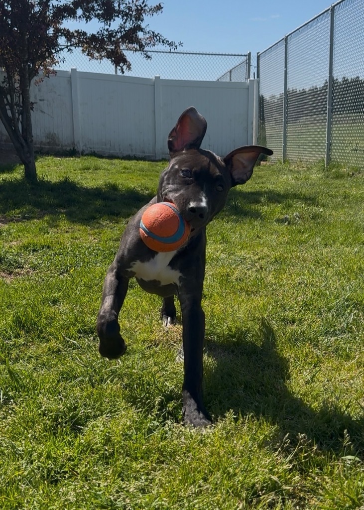 Charlie, an adoptable Staffordshire Bull Terrier, Mixed Breed in Newberg, OR, 97132 | Photo Image 3