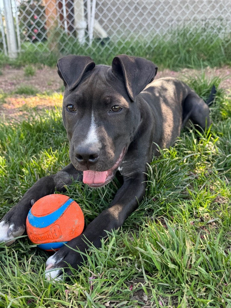 Charlie, an adoptable Staffordshire Bull Terrier, Mixed Breed in Newberg, OR, 97132 | Photo Image 4