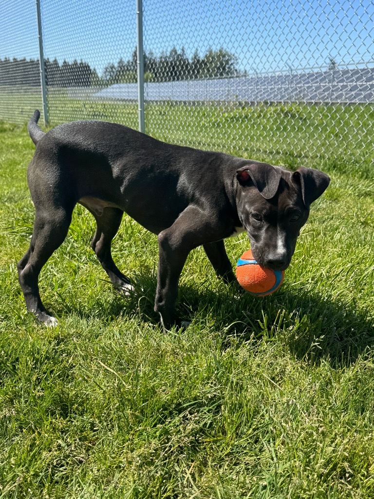 Charlie, an adoptable Staffordshire Bull Terrier, Mixed Breed in Newberg, OR, 97132 | Photo Image 5