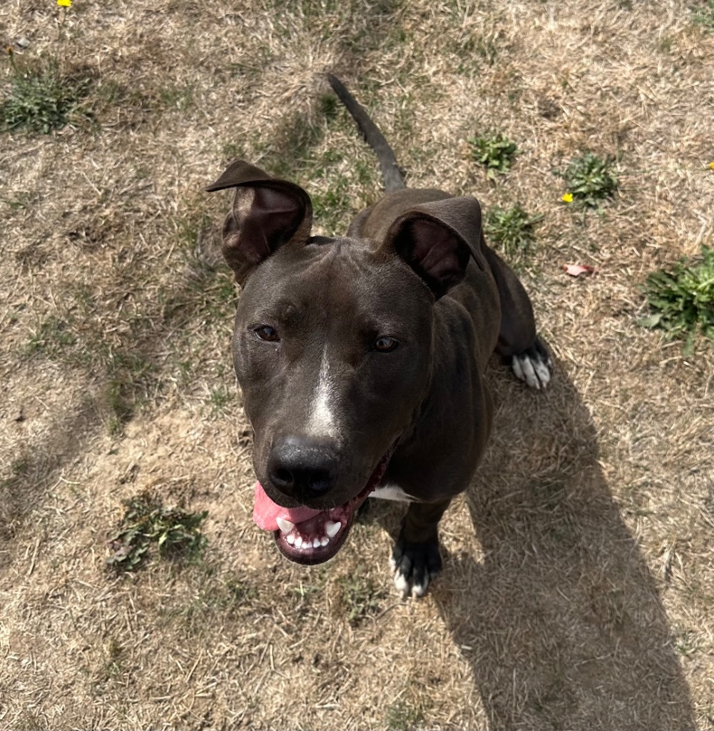 Charlie, an adoptable Staffordshire Bull Terrier, Mixed Breed in Newberg, OR, 97132 | Photo Image 6