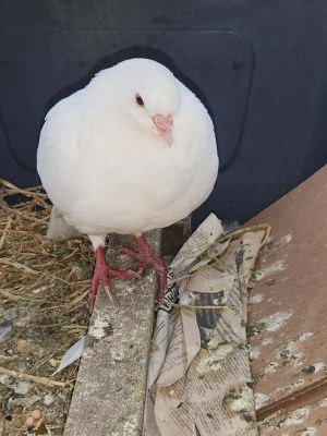 King pigeon youngster Tunie was likely raised for meat squab  released for a celebration She w