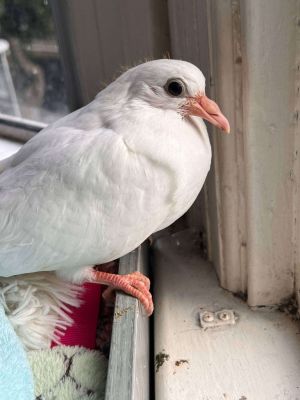 Little Spirit was alone outside an abandoned shop in Novato and was picked up by a kind Humane Offic