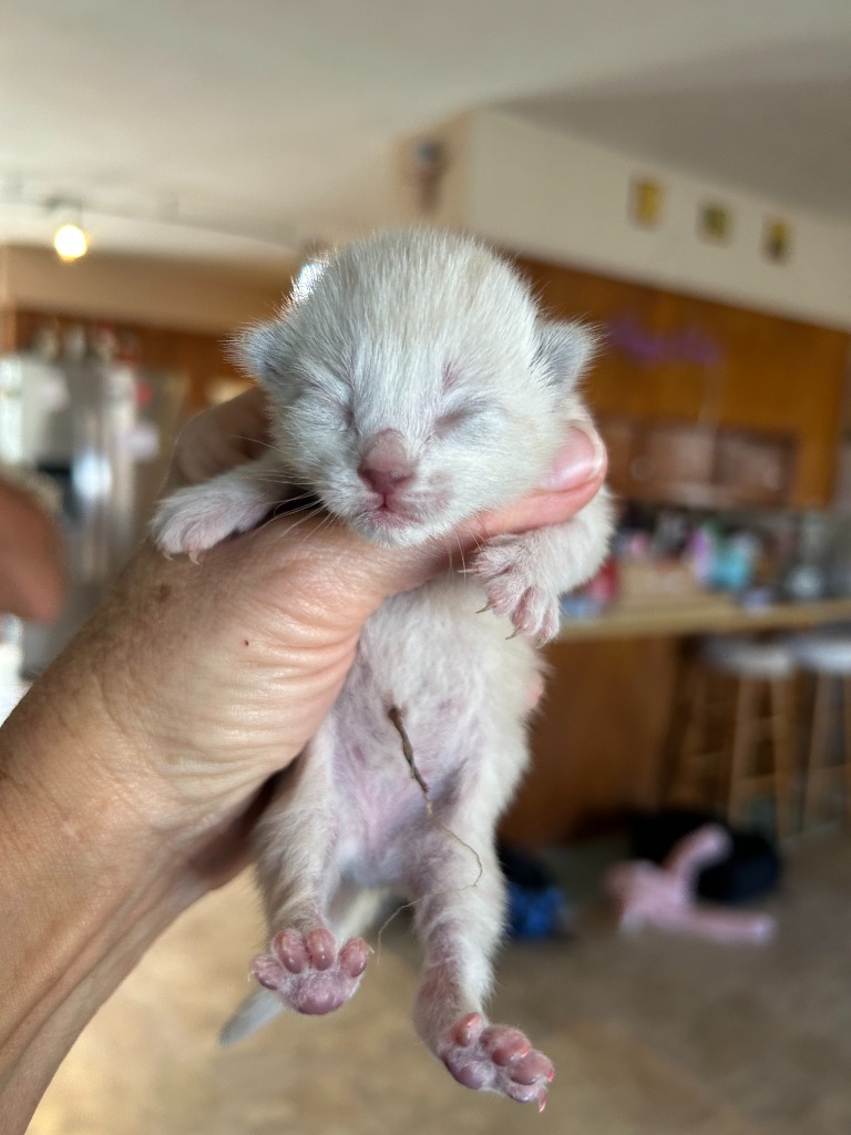 Mia(Roxie), an adoptable Domestic Short Hair in Brownwood, TX, 76801 | Photo Image 1