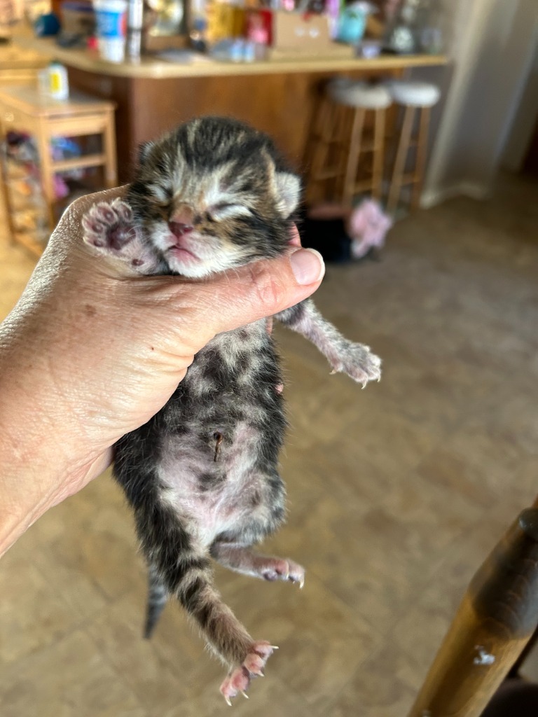 Rocco, an adoptable Domestic Short Hair in Brownwood, TX, 76801 | Photo Image 1