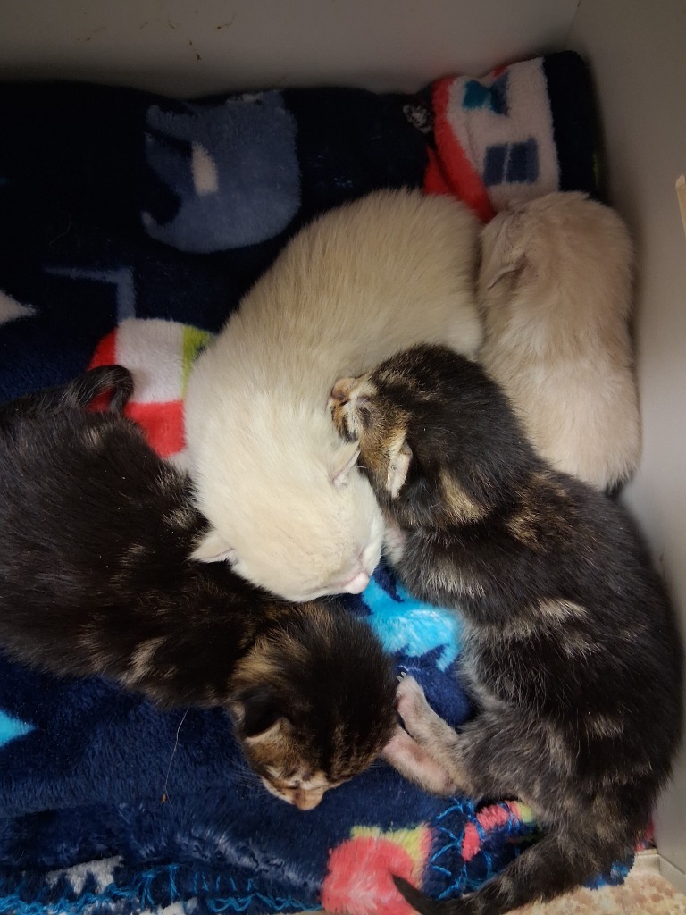 Rocco, an adoptable Domestic Short Hair in Brownwood, TX, 76801 | Photo Image 2