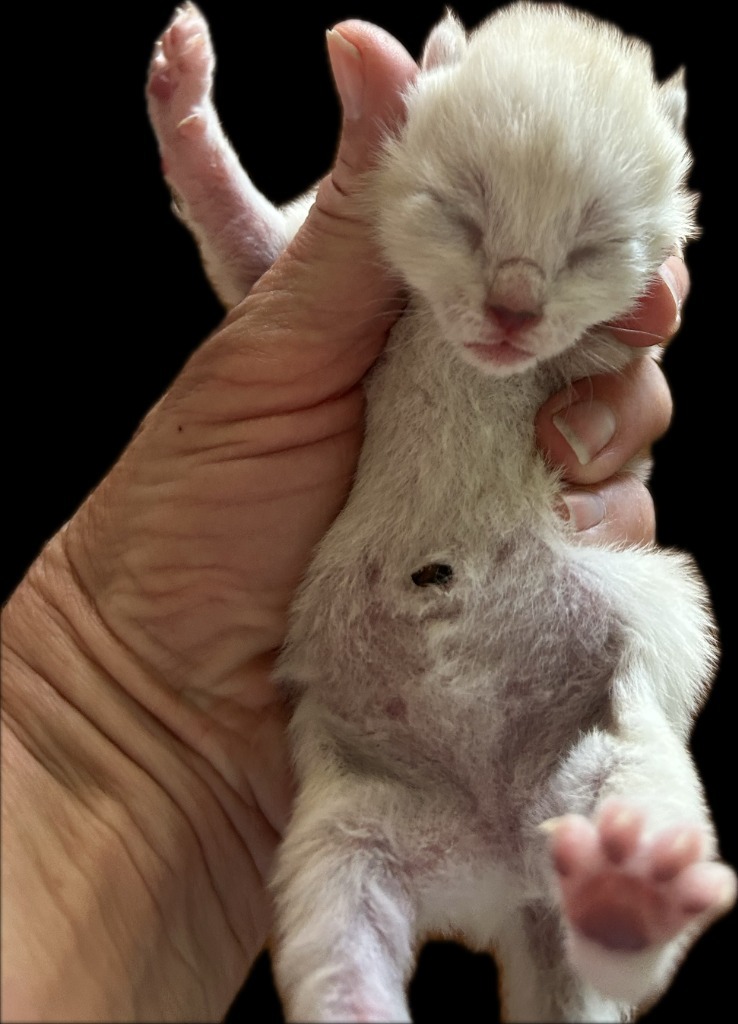 Luna(Elmo), an adoptable Domestic Short Hair in Brownwood, TX, 76801 | Photo Image 1