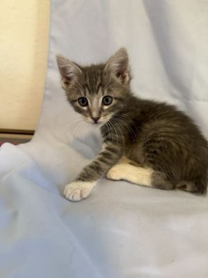 All catskittens will be spayedneutered unless spayneuter contract is signed with additional depos