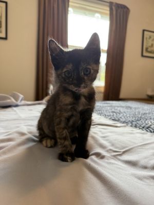 Pom Pom (SJ) Domestic Short Hair Cat
