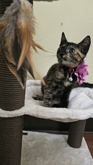Pom Pom (SJ) Domestic Short Hair Cat