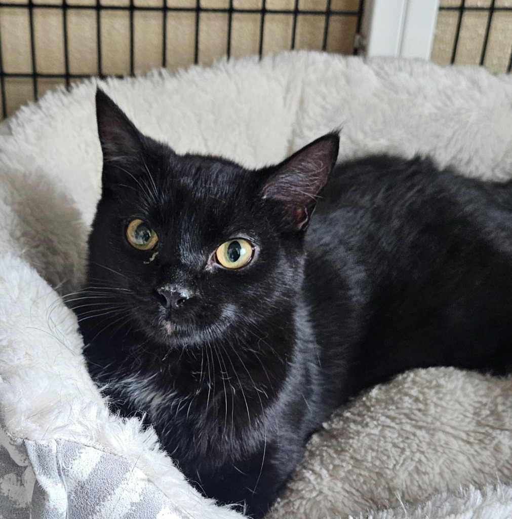 Barney, an adoptable Domestic Medium Hair in Green River, WY, 82935 | Photo Image 1