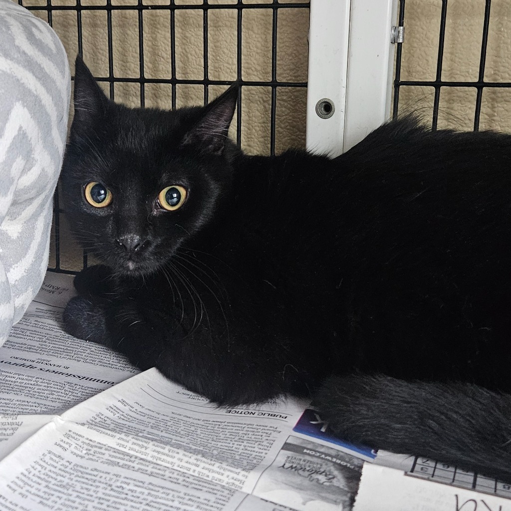 Barney, an adoptable Domestic Medium Hair in Green River, WY, 82935 | Photo Image 2
