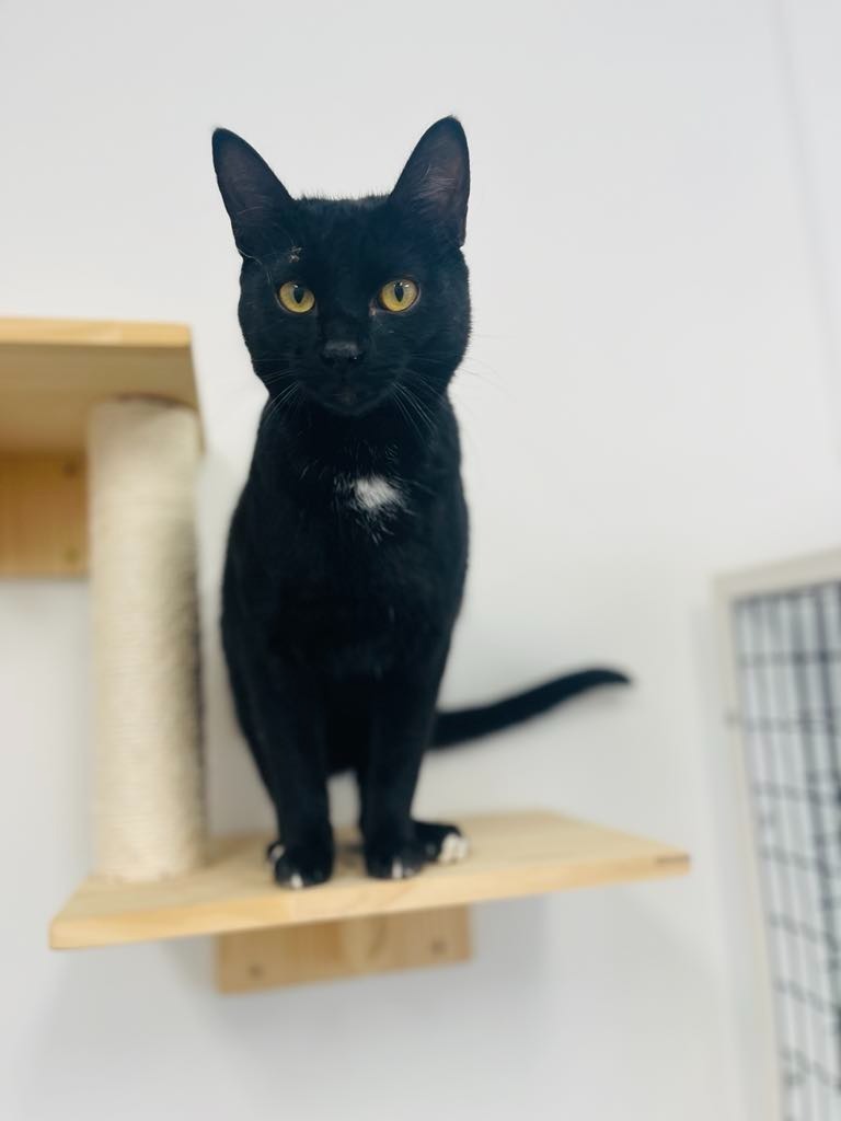 Fred, an adoptable Domestic Short Hair in Green River, WY, 82935 | Photo Image 1