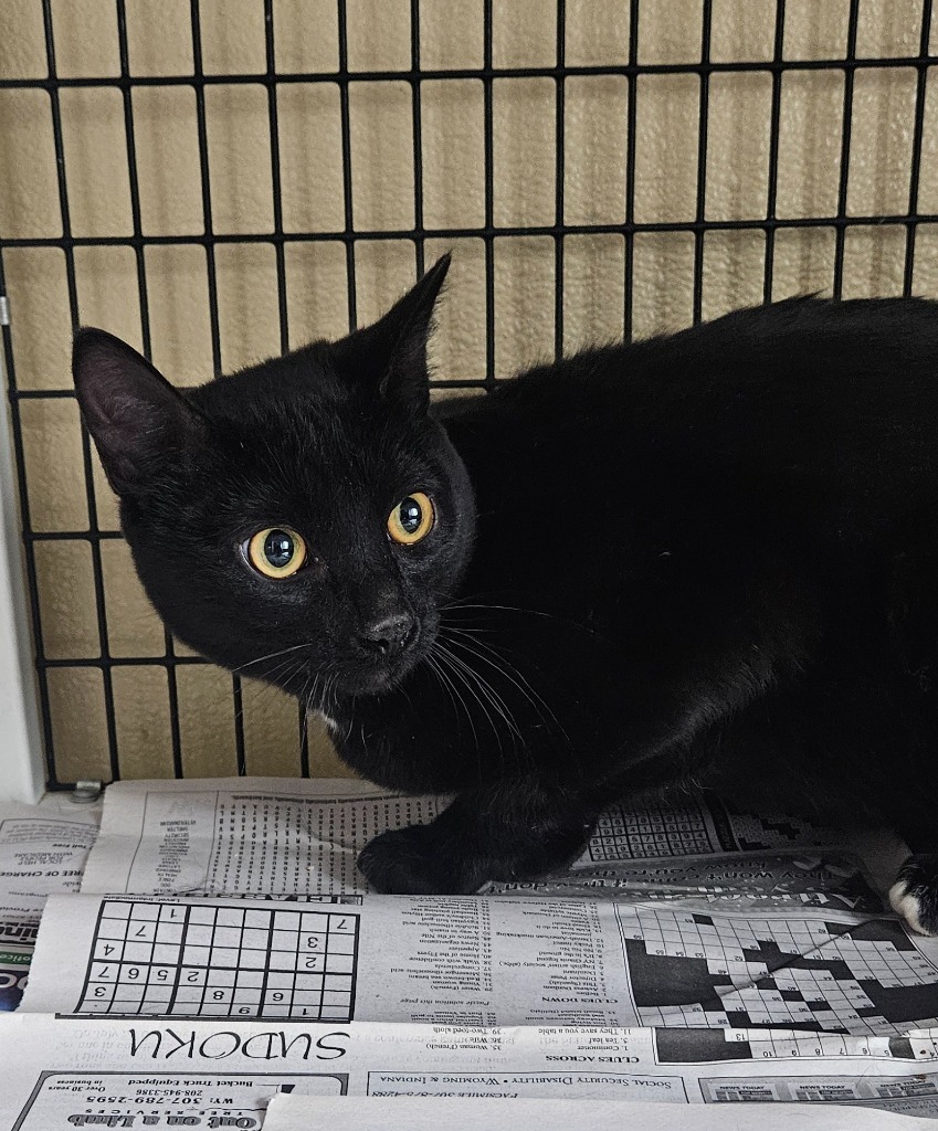 Fred, an adoptable Domestic Short Hair in Green River, WY, 82935 | Photo Image 2