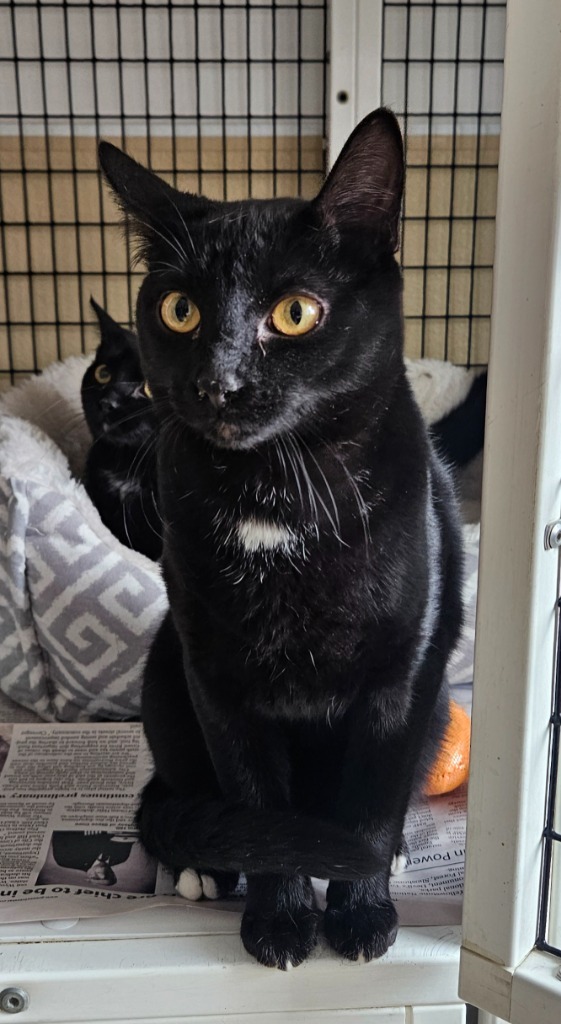 Fred, an adoptable Domestic Short Hair in Green River, WY, 82935 | Photo Image 3