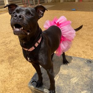 Jaylee, Adult Female Pit Bull Terrier