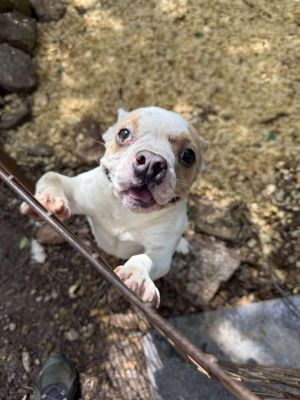 You can fill out an adoption application online on our official websiteSophie GA is a female Fren