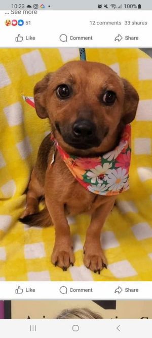 Skye (AL) Dachshund Dog