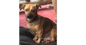 You can fill out an adoption application online on our official websiteSkye AL is a female Dachsh