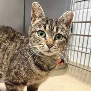 June, Adult Female Domestic Short Hair