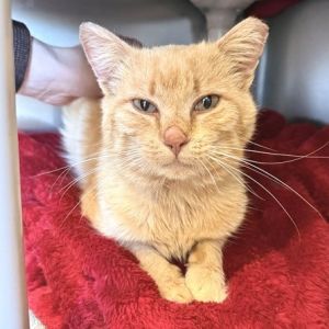 Tommy Bahama, Adult Male Domestic Short Hair