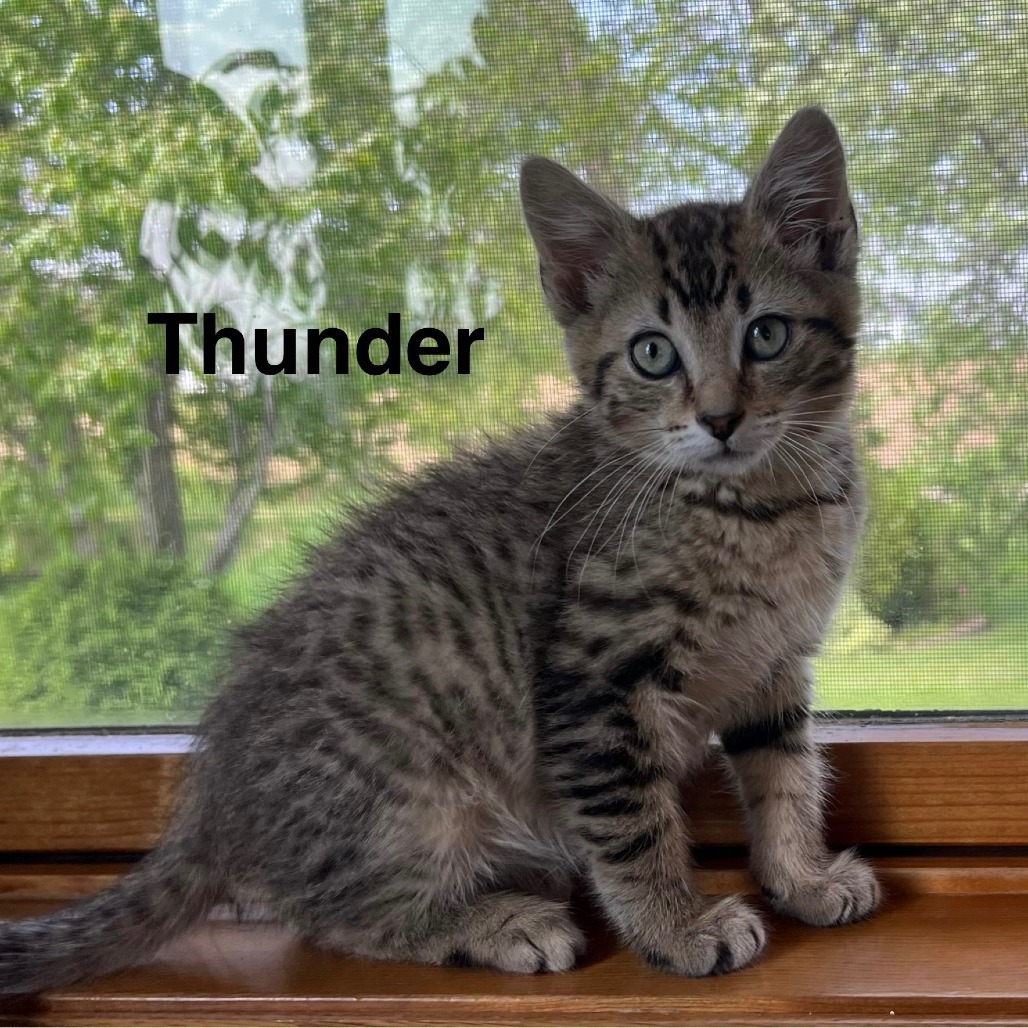 Thunder