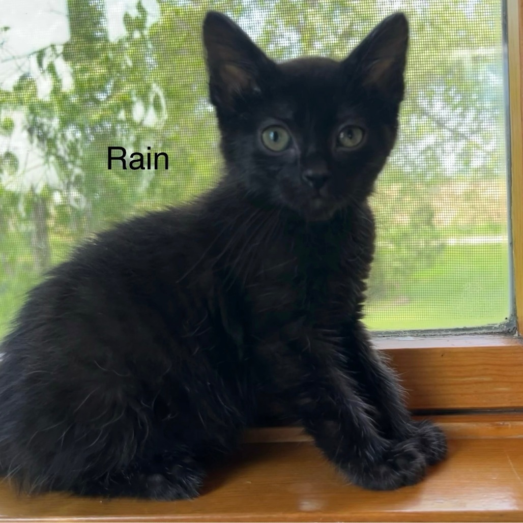 Rain