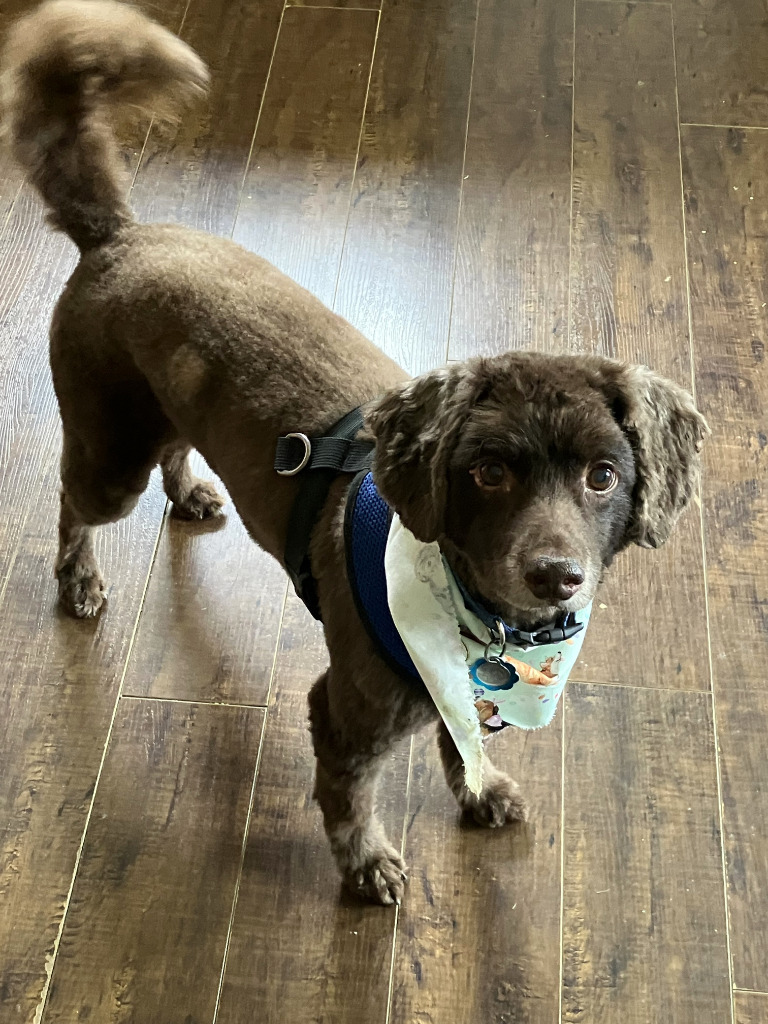 Jake and Lucy, an adoptable Cockapoo in Bloomington, IN, 47401 | Photo Image 1