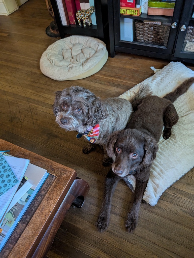Jake and Lucy, an adoptable Cockapoo in Bloomington, IN, 47401 | Photo Image 1