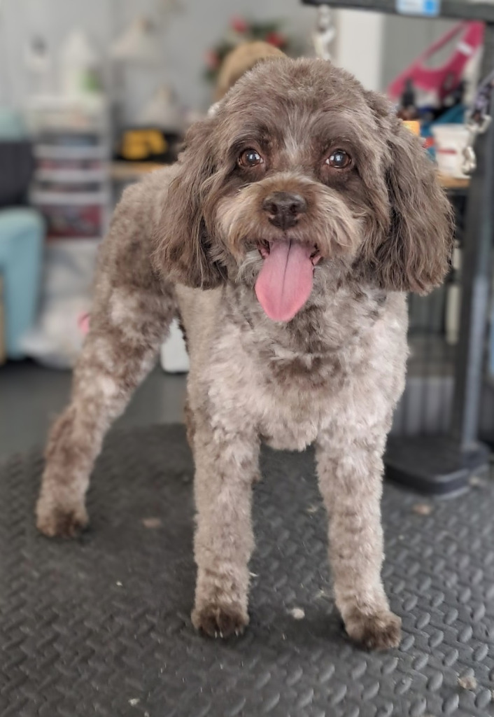 Jake and Lucy, an adoptable Cockapoo in Bloomington, IN, 47401 | Photo Image 2