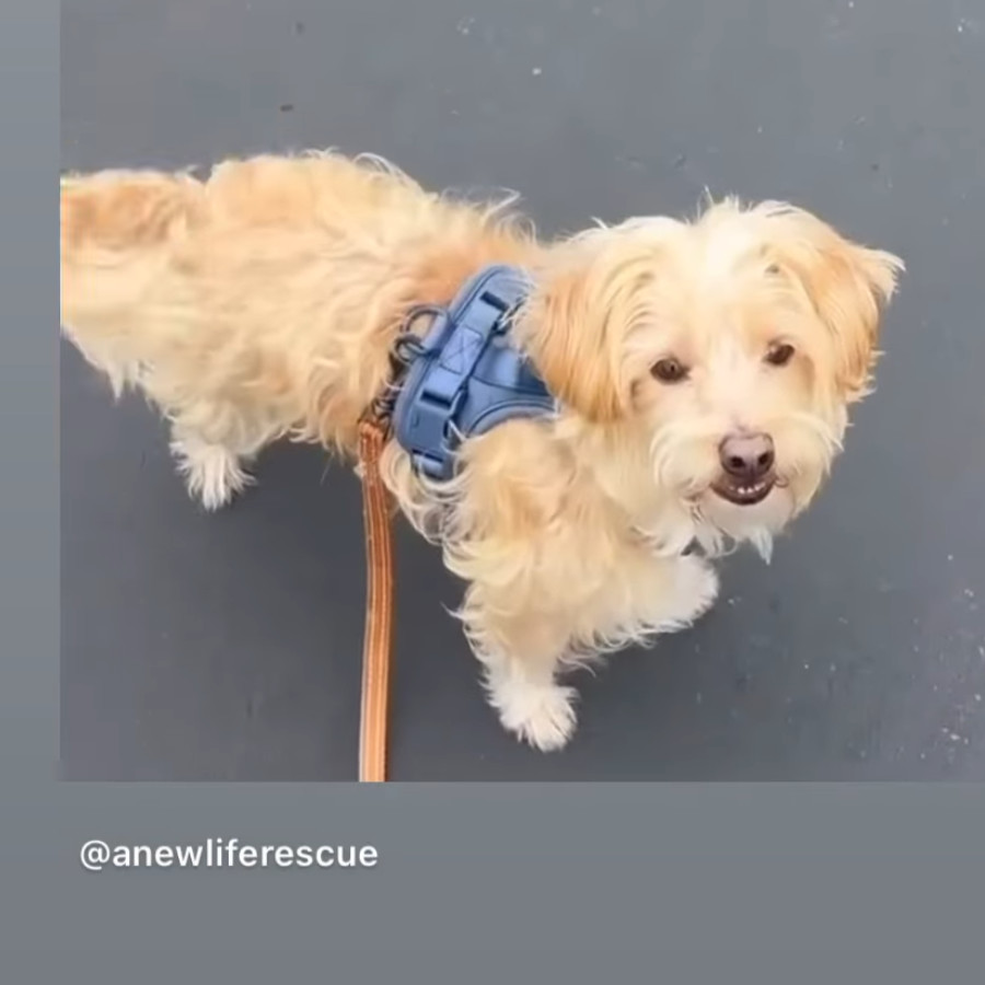 Sparky