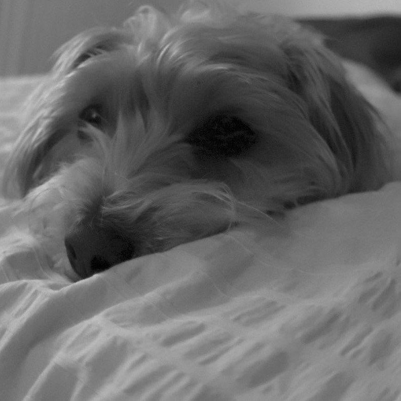 Sparky