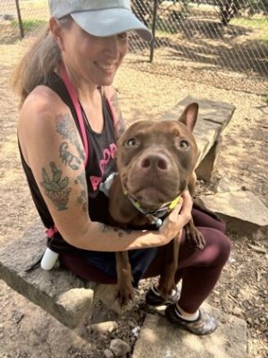 Hershey, Adult Male Mixed Breed