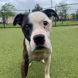 Renny, Senior Male Pit Bull Terrier
