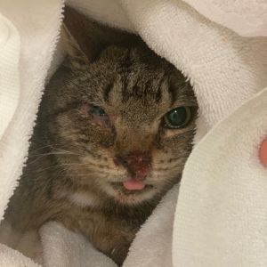 Polypay, Adult Male Domestic Short Hair