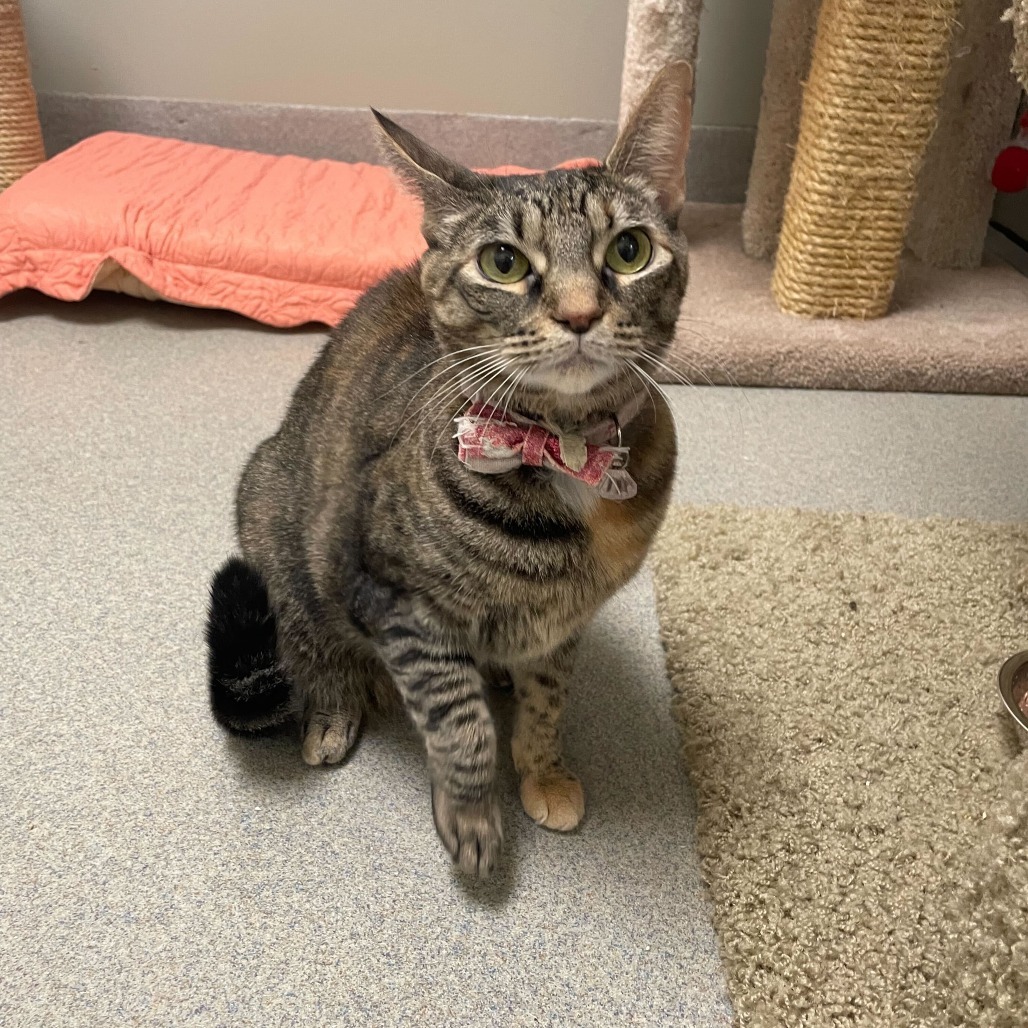 Justice (bonded with Blue)
